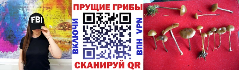 Галлюциногенные грибы мицелий  Купить где  Анадырь 